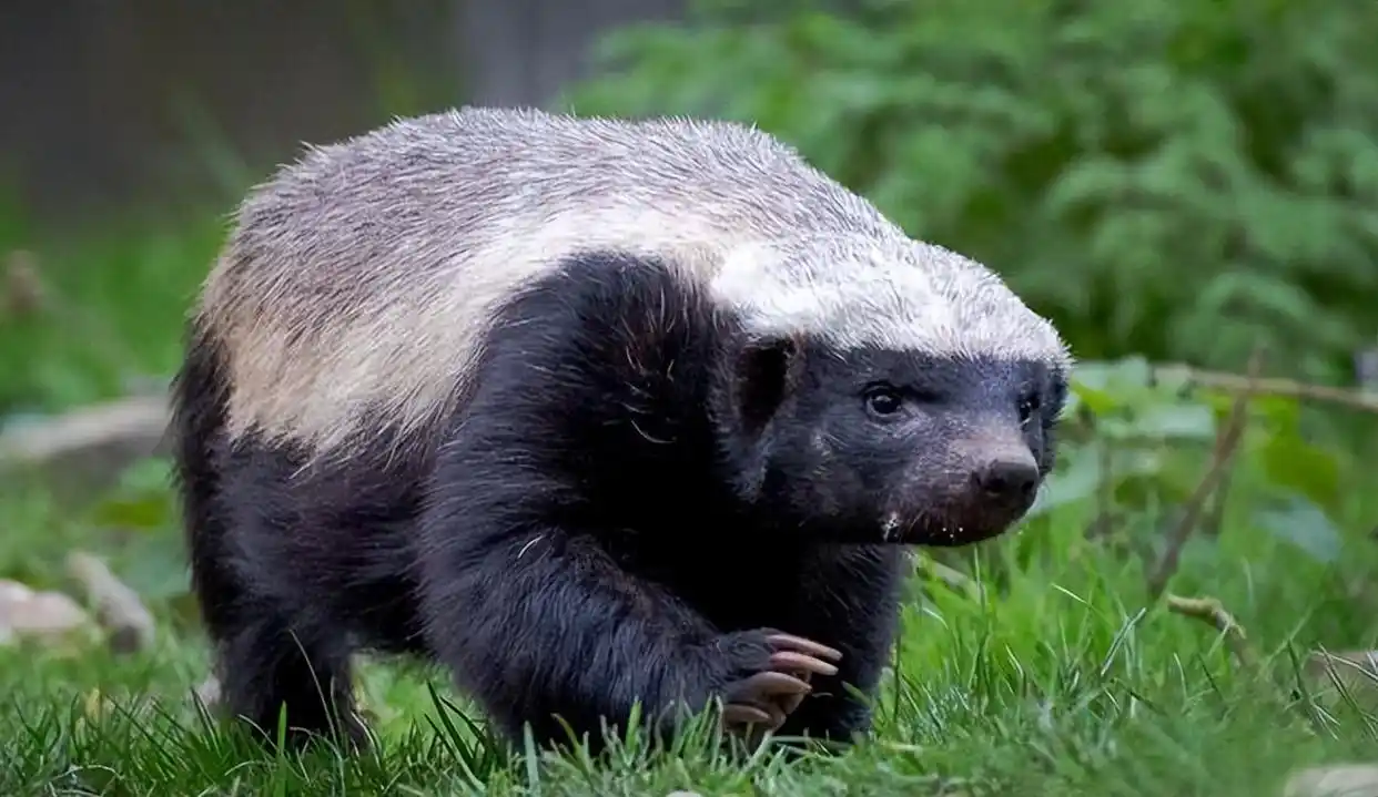 大连蛇岛上20000条毒蛇，2只平头哥真的能吃得完吗？