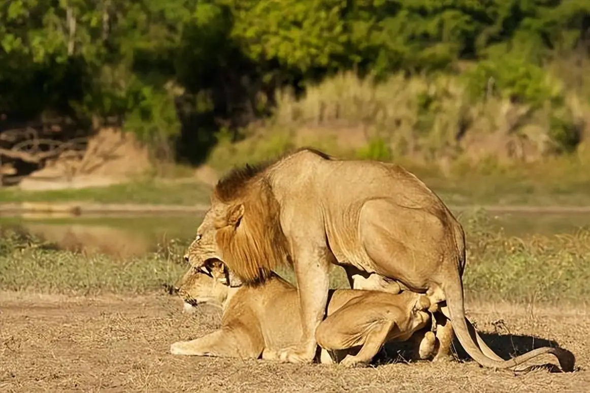 为什么有些动物交配后雌性会吃掉雄性？这些真相让人震惊！