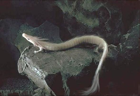 27个没有科学依据的传闻，为什么让人信以为真？...