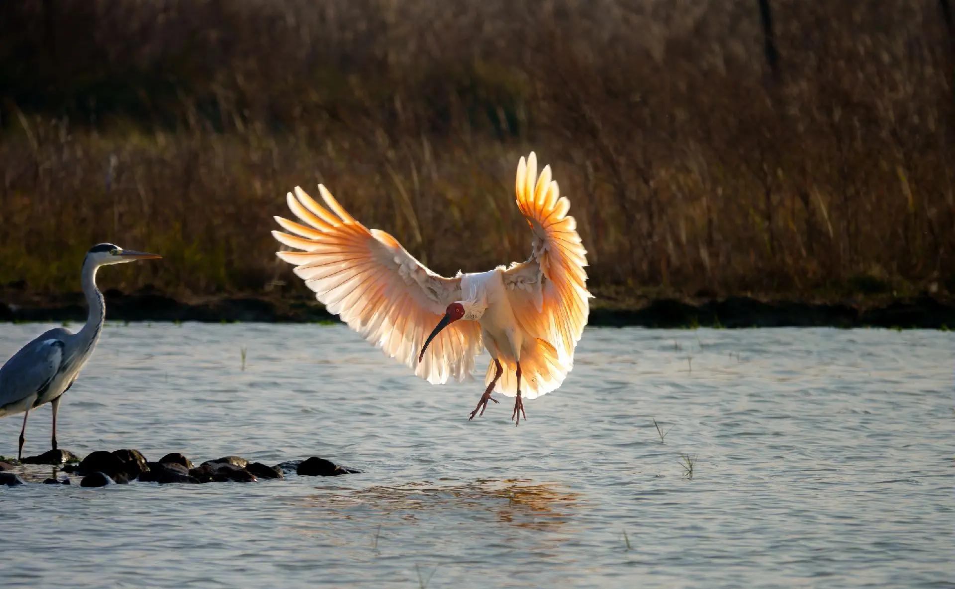 课本里的朱鹮，最少仅7只，中国繁殖到7000，如何...