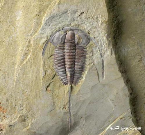 如果地球上的生物没有生殖隔离，会发生什么超乎想象的事情？