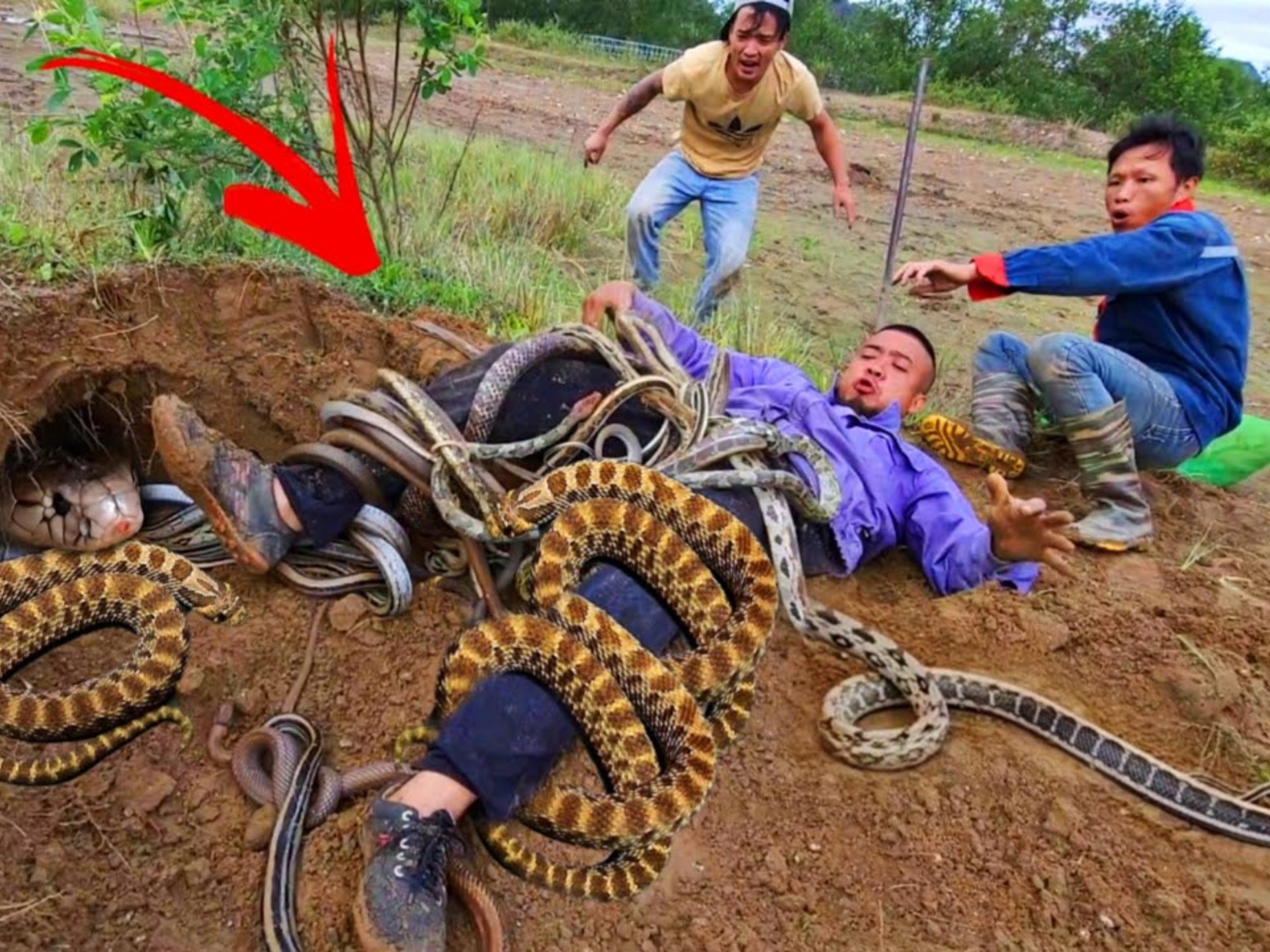 农村老人说有一种蛇会在庄稼上面飞跑，这是什么蛇，有...