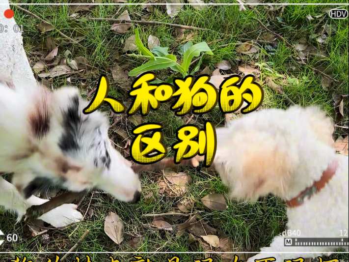 “狗永远是狗，而人有时候不是人”到底是什么意思？你知道吗？