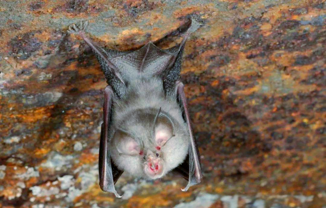 为什么说蝙蝠的存在对人类有益?消灭反而不好?...