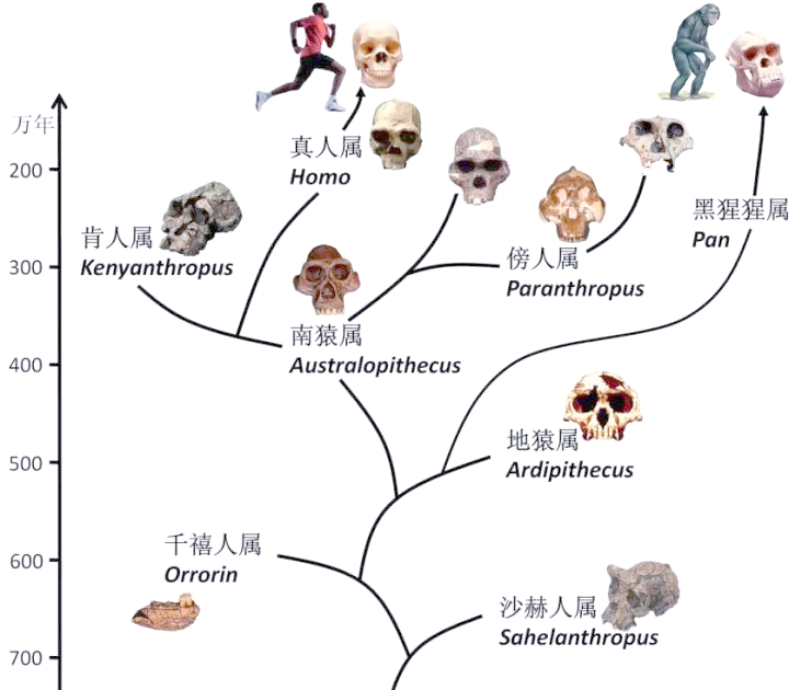 地球哺乳动物中，为何人类这么特殊，进化出狭窄且扭曲...