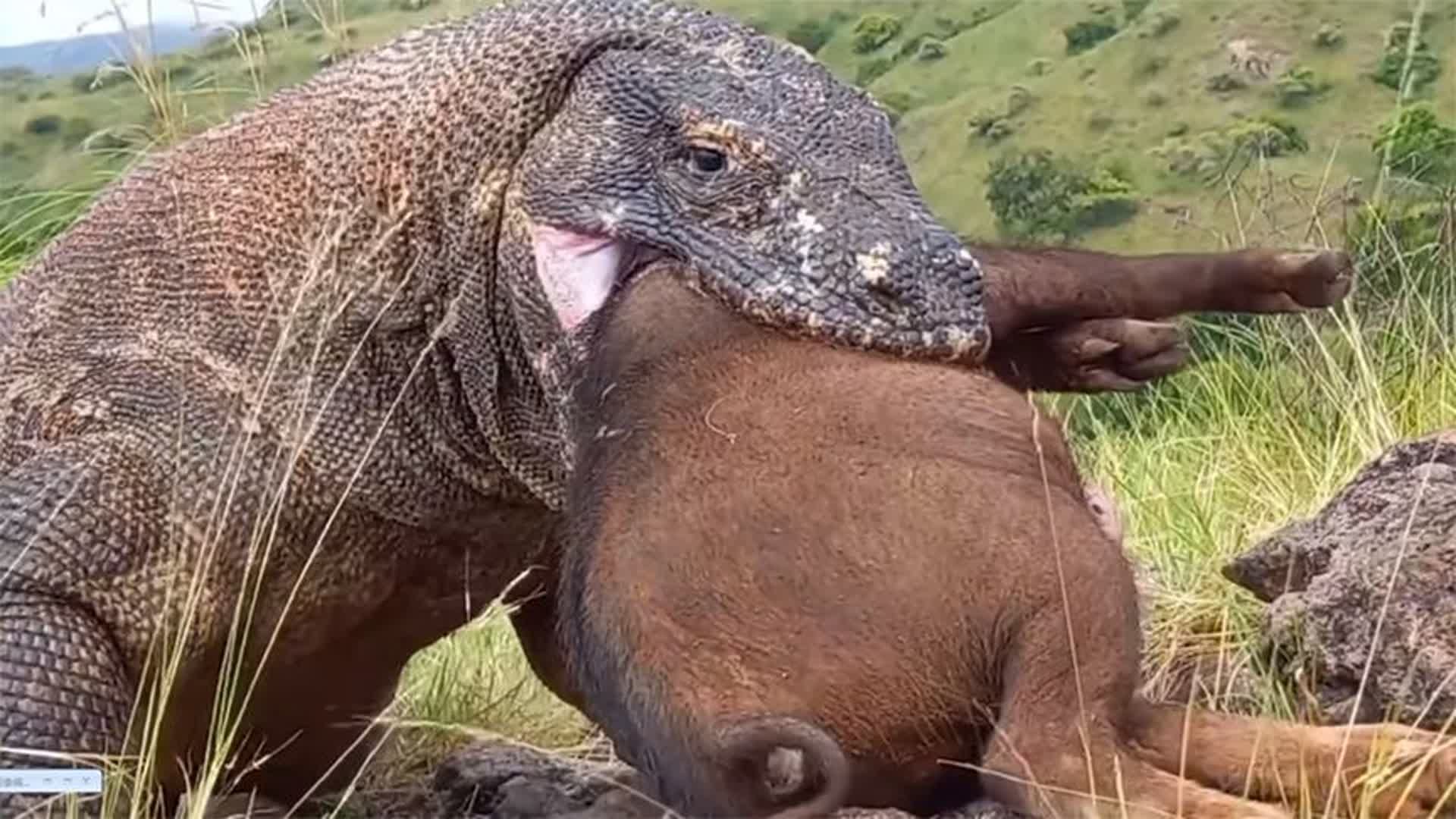 科莫多巨蜥真的会吃人吗？它咬伤后果有多严重？