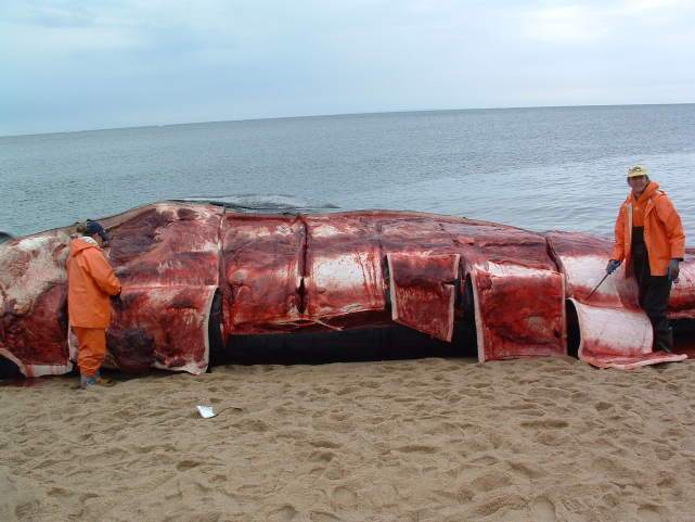 被鲸鱼吞进肚子里，带把刀真的能自救吗？