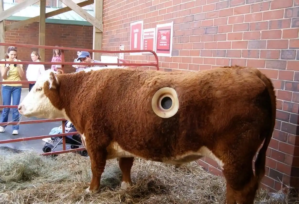 美国推崇的瘤胃开窗养牛法，有什么用？为什么在我国很...