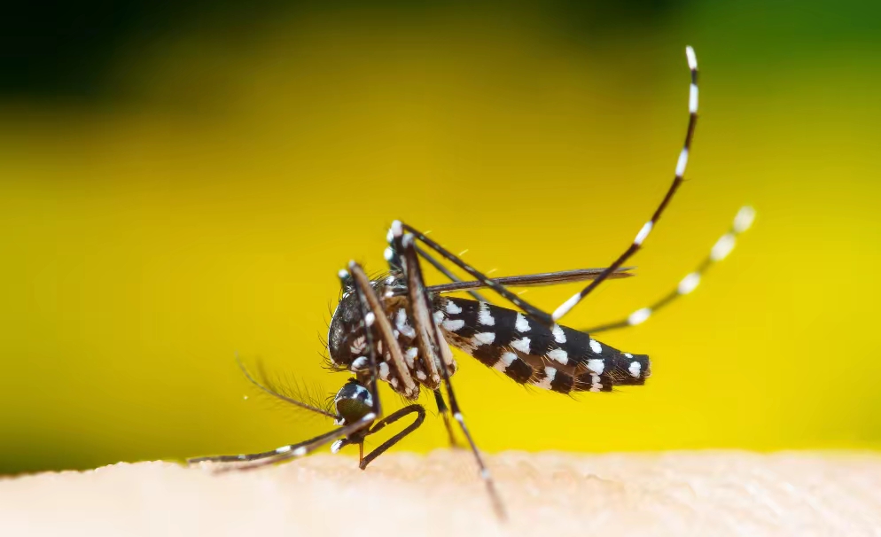 蚊子竟影响了人类历史，为啥我们还没消灭蚊子？...