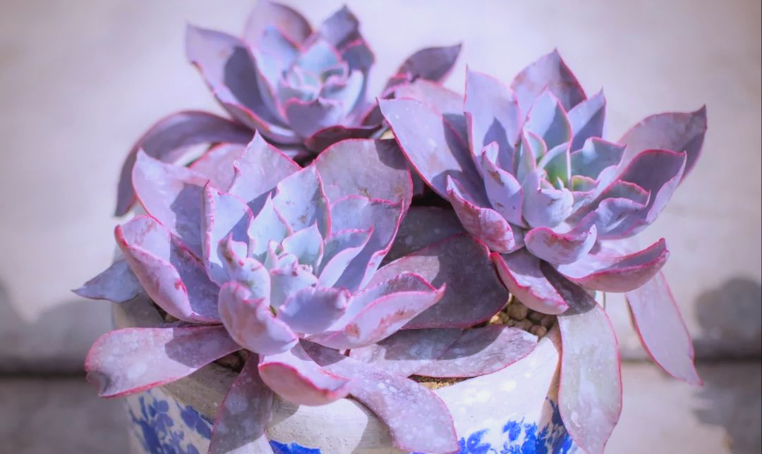 多肉植物怎么养肥厚 熊童子养殖方法