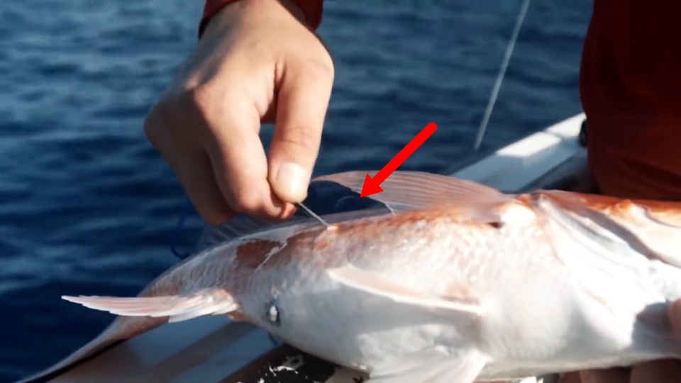 鱼肚子上扎个洞再放生大海？这样有何益处？...