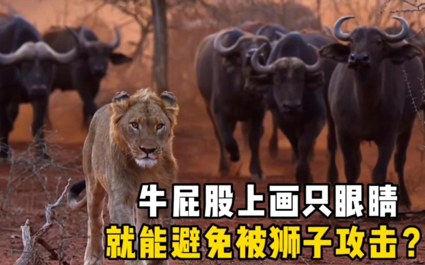 在牛屁股上画眼睛真的能防狮子？这招也太神奇了吧！