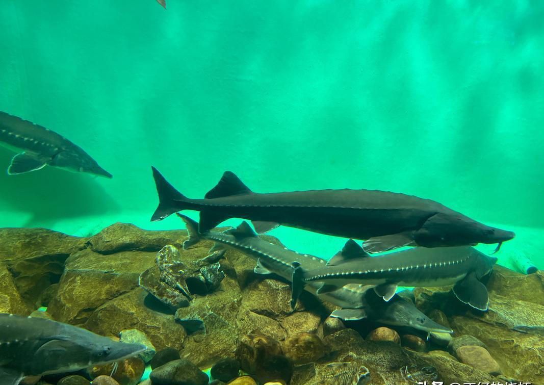 俄鲟和美白鲟意外结合，造就神奇物种，生殖隔离要被打...