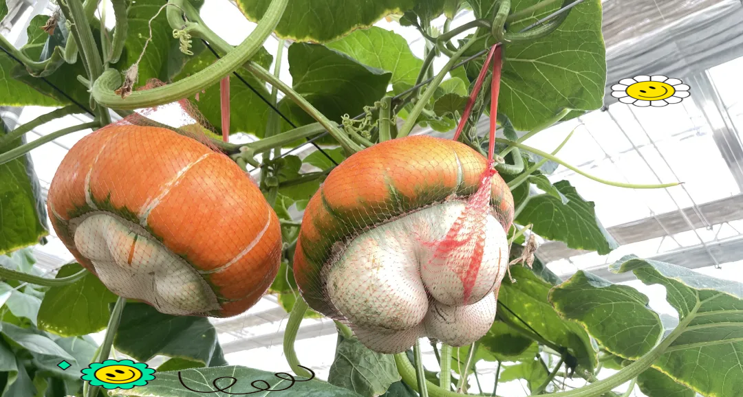 为什么太空种子会结出更大果实？宇宙起源到底是什么？地球真的是宇宙中心吗？