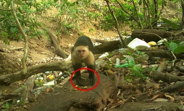 巴拿马猴真的进入石器时代了吗？它们会不会威胁到人类？