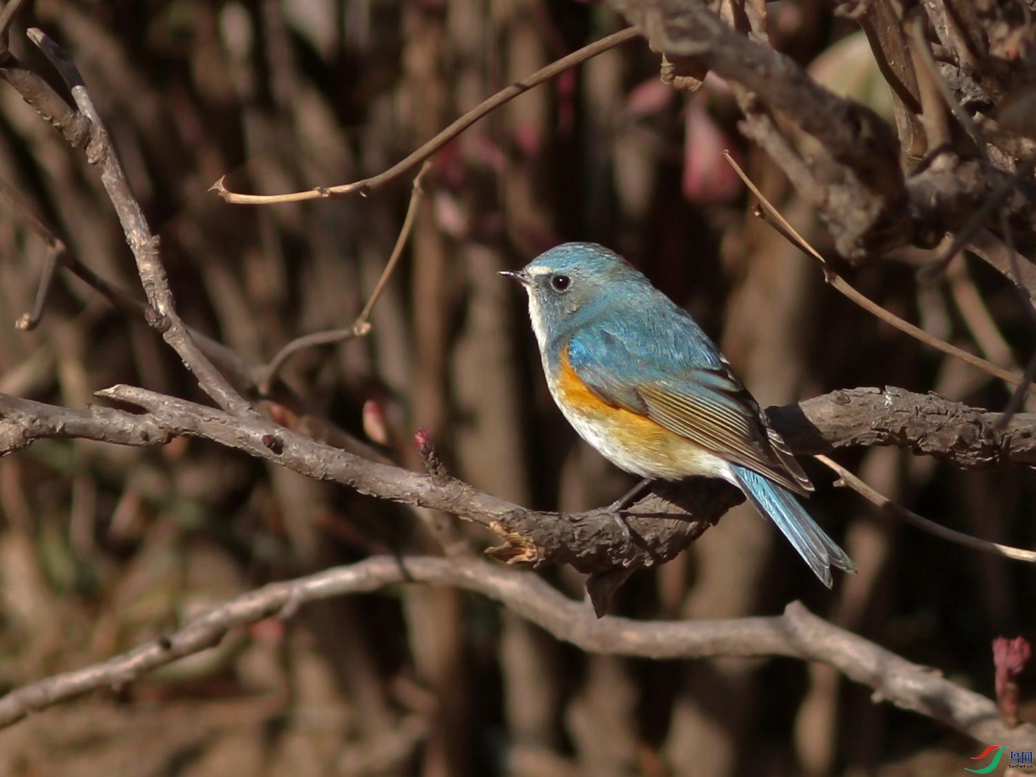 动物雄性更漂亮原因 人类女性更美解释
