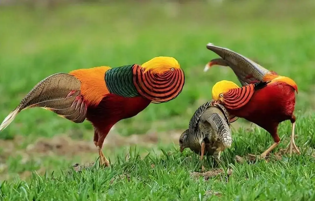 为什么动物有固定发情期，而人类却全年随时可以发情？