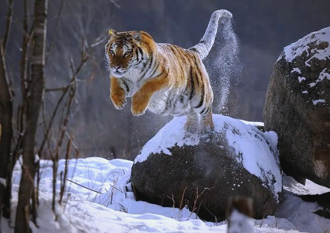 暴雪来袭，东北虎真的会被冻死吗？揭秘东北虎的生存秘密！