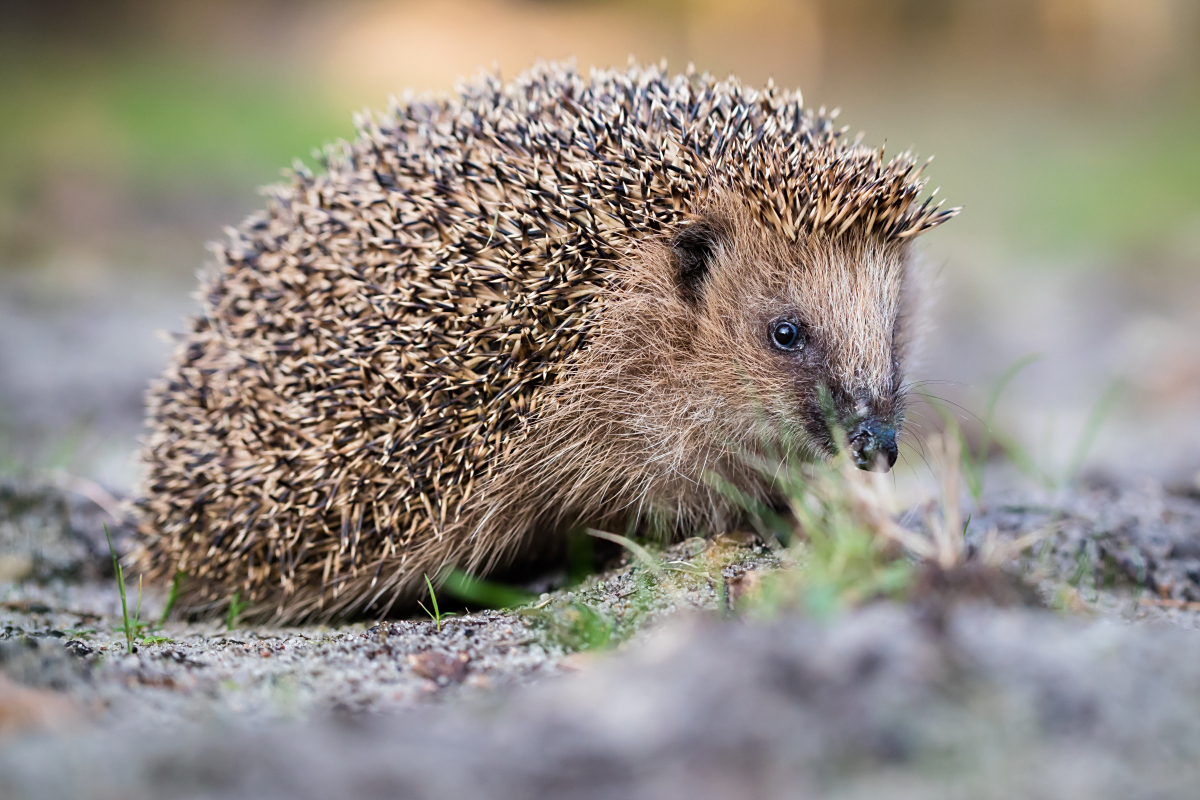 自然界真的有动物会吃自己和同类吗？真相到底是什么？