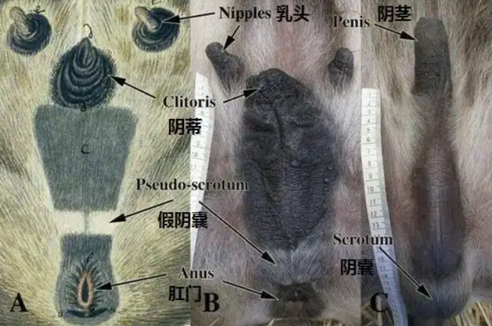 动物界的自然变性是如何发生的?...