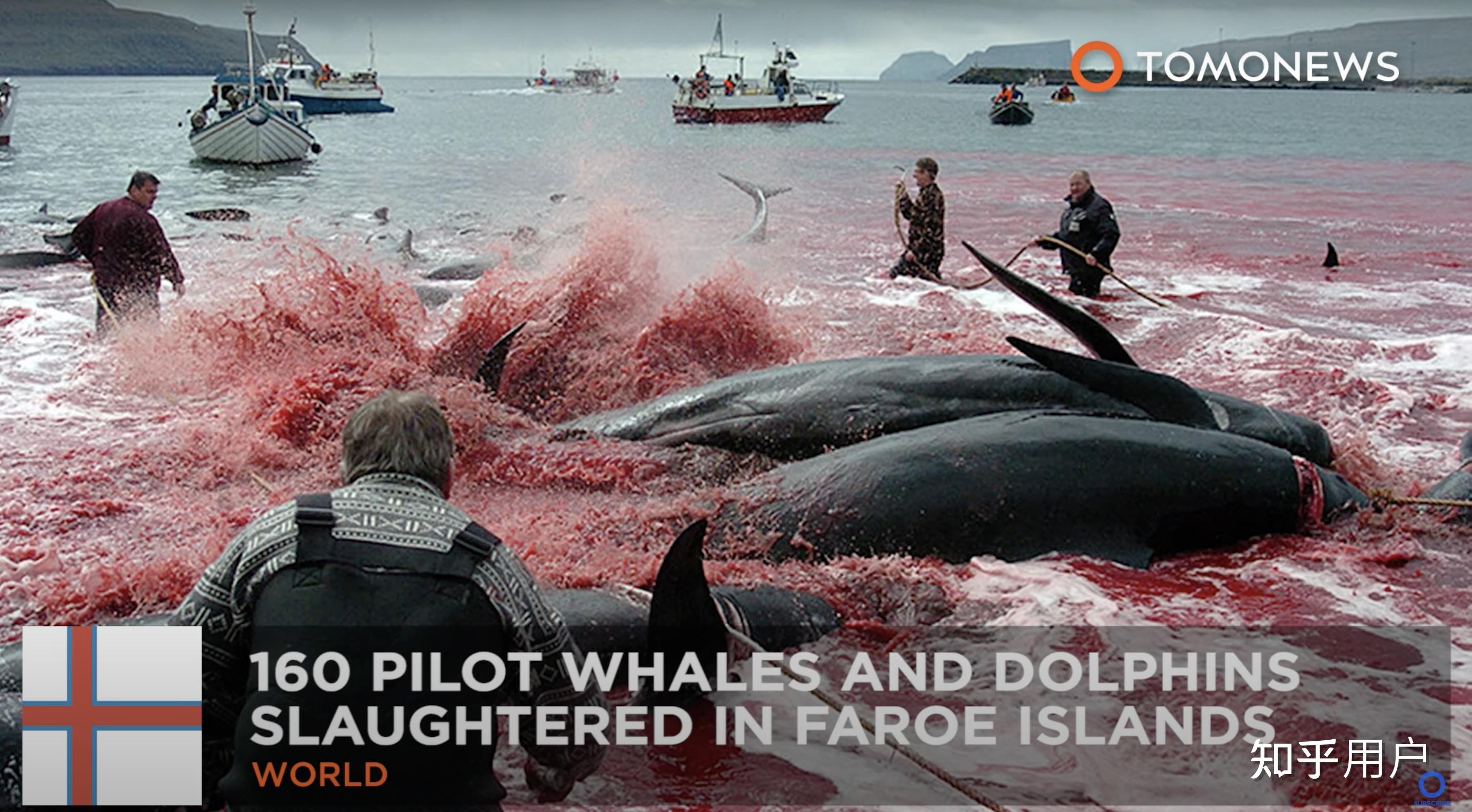 海豚湾真相揭露 海豚保护背后血腥现实