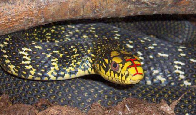 菜花蛇和眼镜王蛇，谁才是真正的“蛇王”？