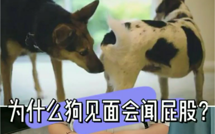 为什么狗狗一见面就要闻屁股？到底有什么秘密？