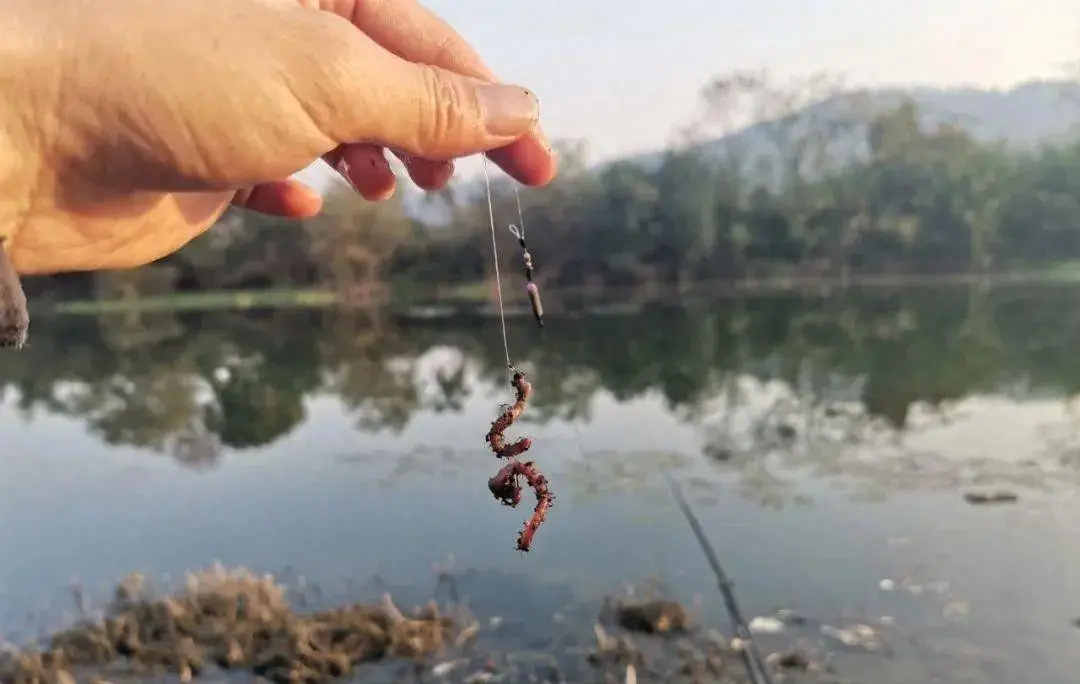 钓鱼爱用蚯蚓原因 鱼儿为啥爱吃蚯蚓饵