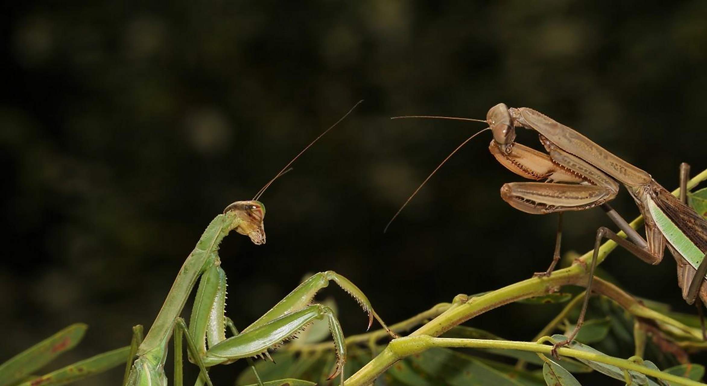 恐怖！交配后就要被吃掉，雄性螳螂为何舍命赴约？...