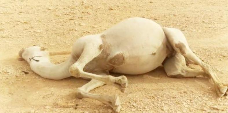 骆驼真的没有天敌吗？为什么我们很少听说它们被捕杀？