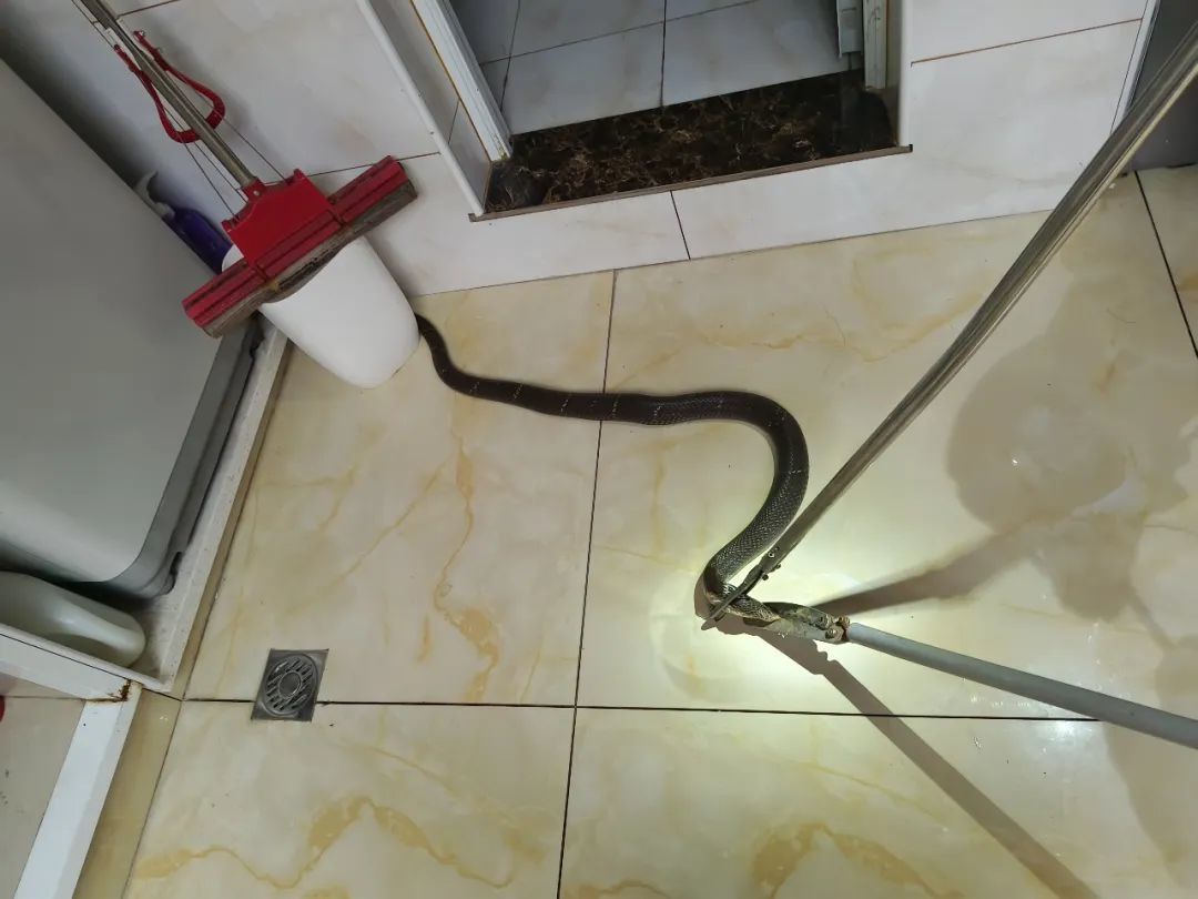 为什么家里会进蛇？有哪些关于人和蛇的小说推荐？蛇郎的故事到底讲了啥？