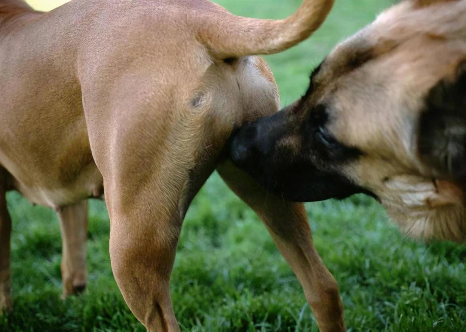 哺乳动物生殖系统位置 人类受孕为何更困难