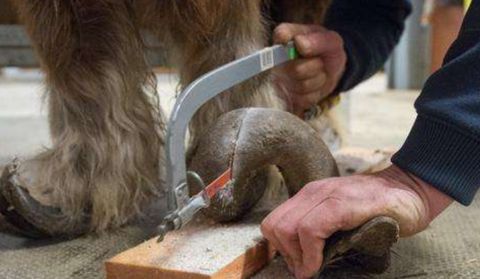 人类为什么要给马钉马掌，而野马却不需要，这样马不疼...