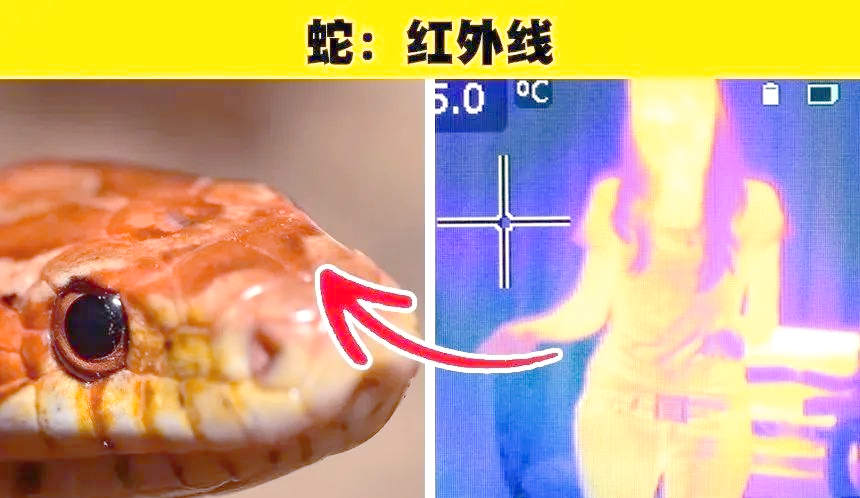 颜色是真实存在的，还是人类发明或意识反应？...