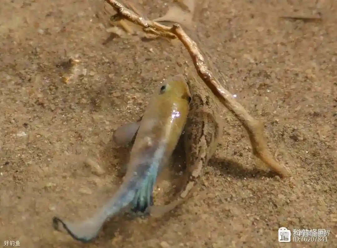 地球上仅仅存在38条的沙漠鱼，科学家为什么不给它们...