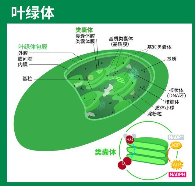 为什么自然界中的植物大多是绿色？背后秘密你知道吗？