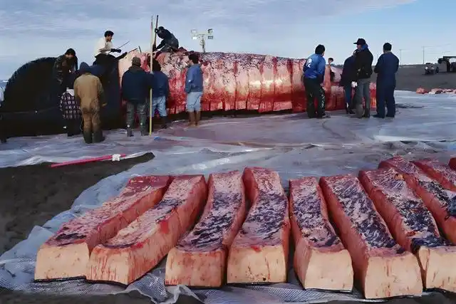 因纽特人为什么吃生肉？他们的生活习惯到底有多奇特？