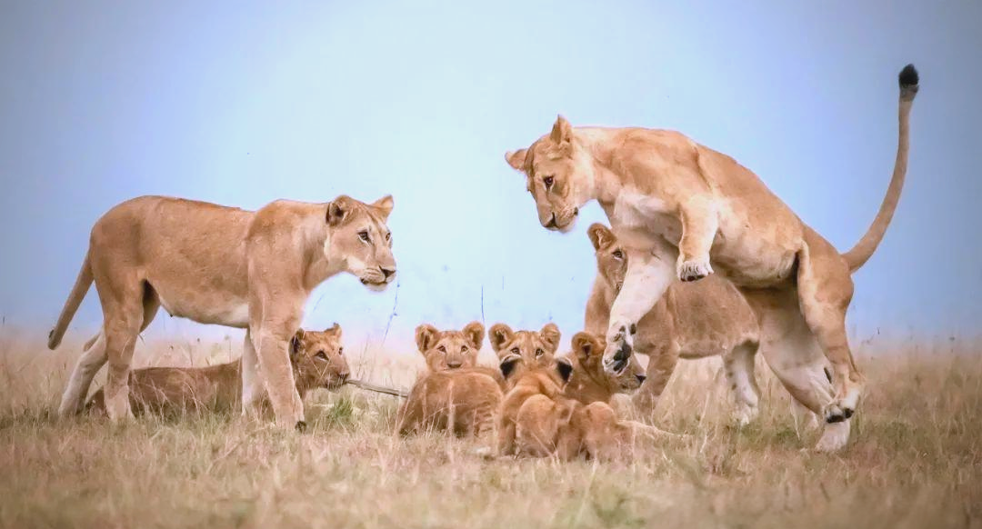 为什么人类近亲结婚有基因缺陷？而动物界比如猫狗，却...