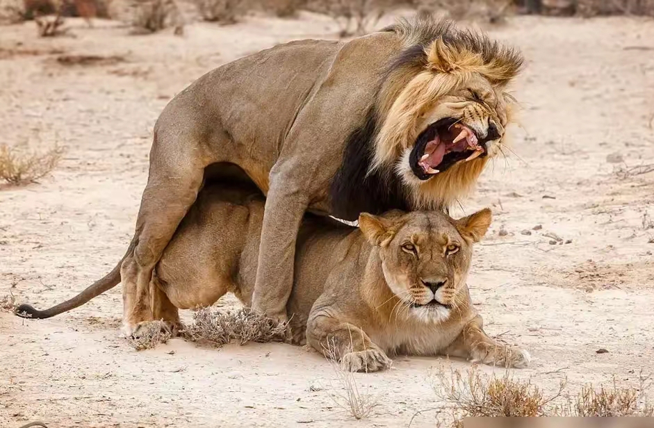 精子进入女子身体后，为什么会被其他细胞追杀？跑得快...