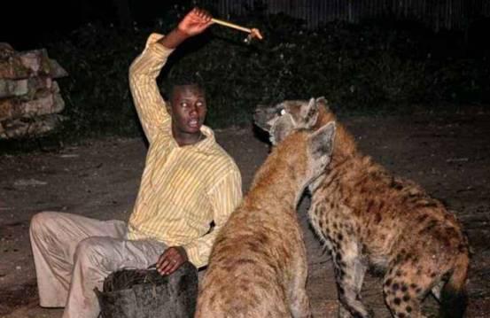 肯尼亚鬣狗袭击事件，24小时两次已致2人死亡，为何...