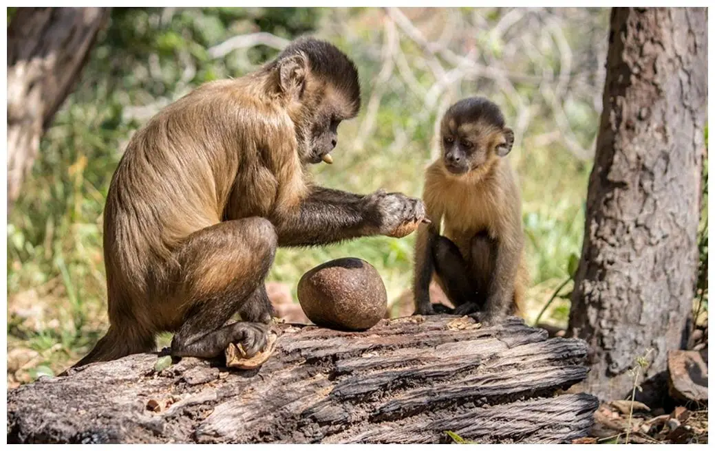 进入“石器时代”的巴拿马猴,它们未来会威胁人类的地...
