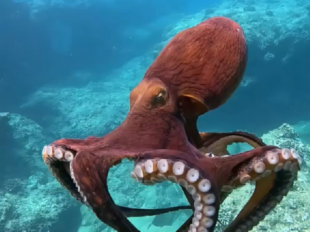 章鱼真的是地球上的生物吗？科学家们到底发现了什么惊人秘密？