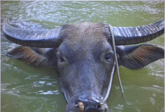 广东一头1000多斤的牛被冻死，南方的牛真的有多怕冷？