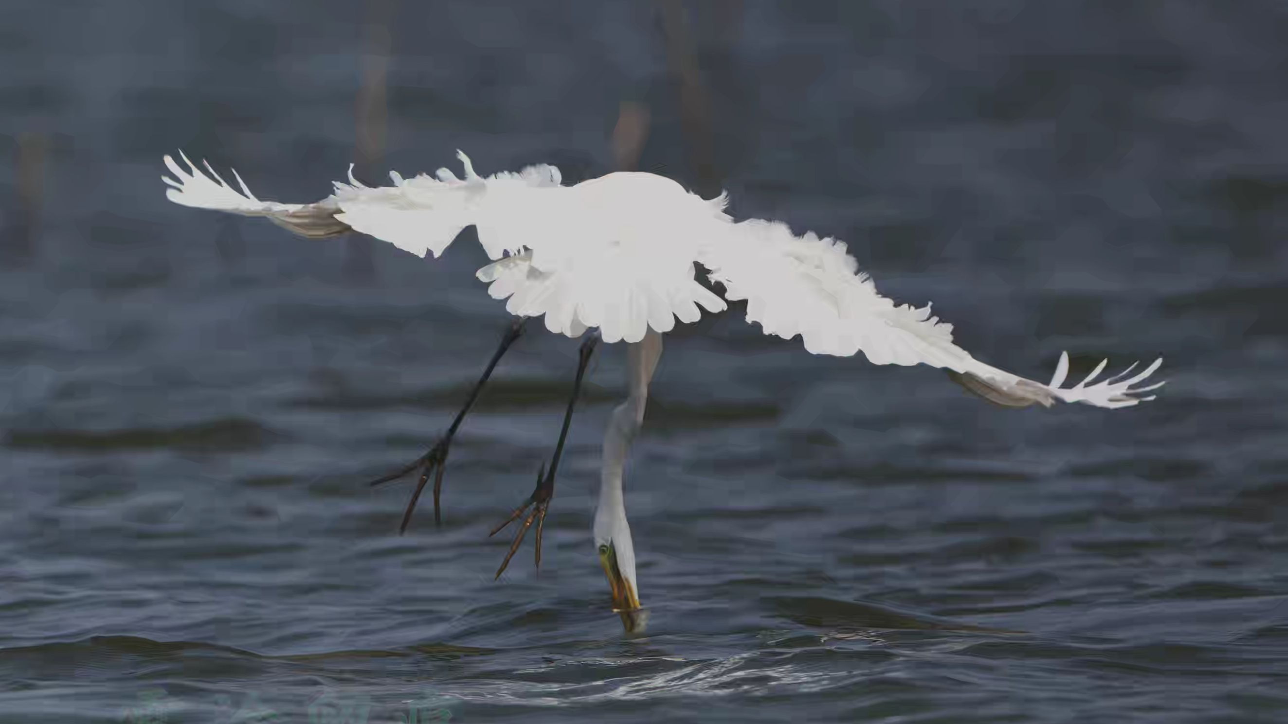 白鹭吞蛇，尾巴尚在嘴外蛇头就从后颈钻出来，到底发生...