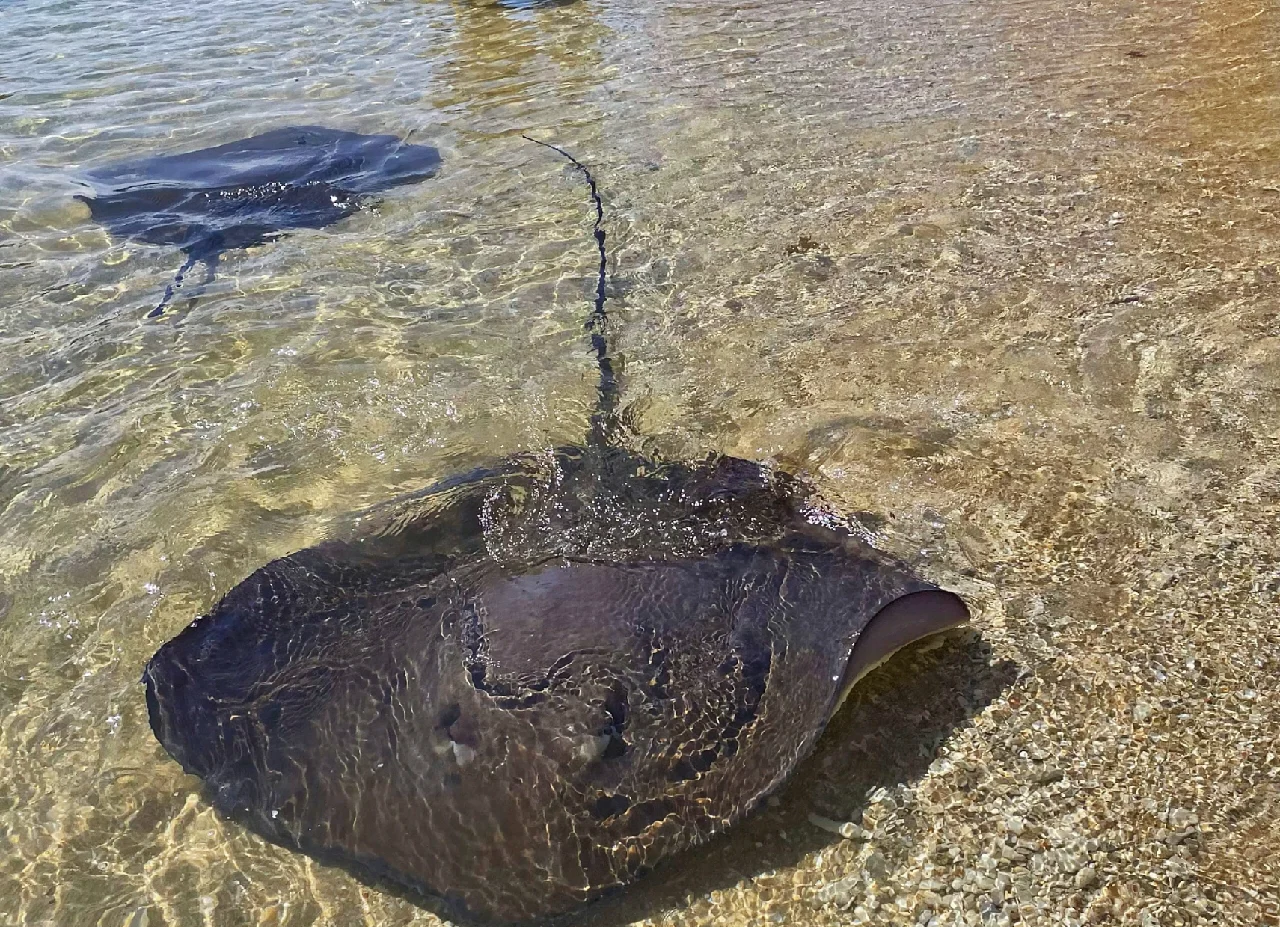 与世隔绝5万年,最少剩38条,比大熊猫稀少的沙漠鱼...