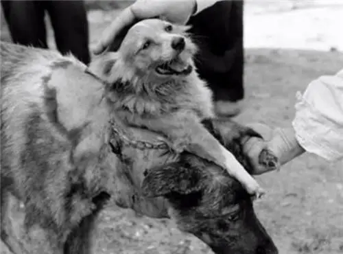 双头狗实验到底经历了什么？那些疯狂科学家的惊人故事你知道吗？