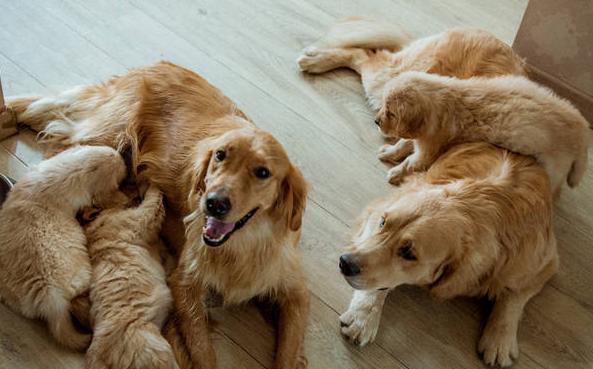 狗狗为什么会近亲繁殖？它们真的认不出自己的家人吗？