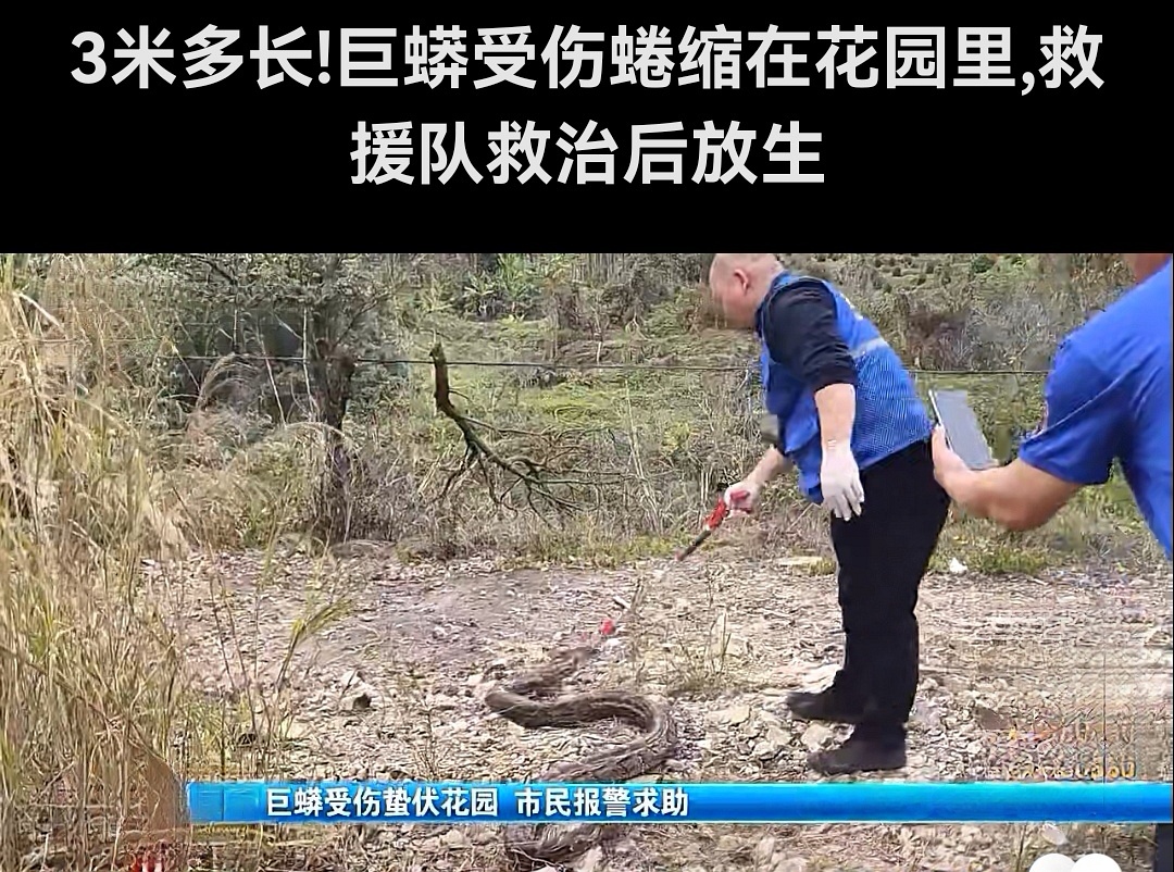 如果被蟒蛇缠住,怎么才能最好的脱身?...