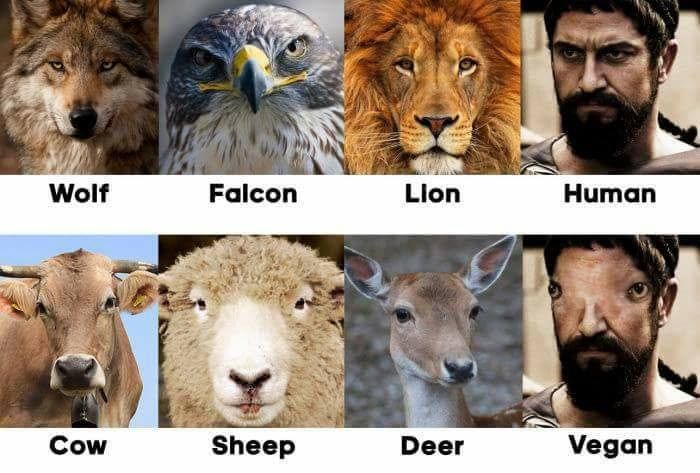 人类明明体格不大力量也不强，为什么却长着猎食者的眼睛？