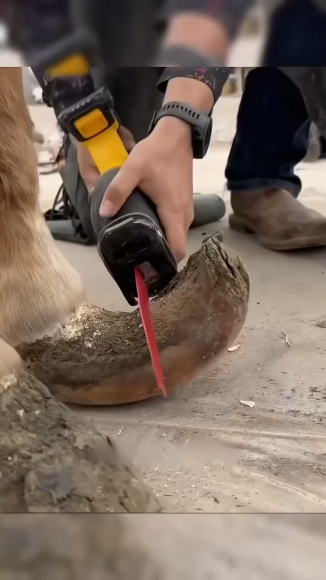 马都需要人为的钉马掌，它们不痛吗？那么野马谁给钉马...